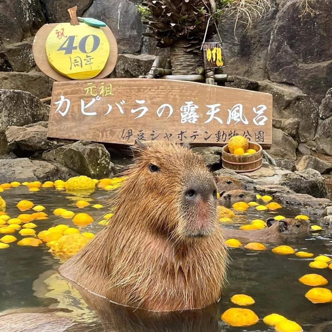 伊豆高原 温泉付別荘 Isana Mountain Villa Futo Kültér fotó